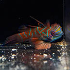 Red Mandarin, 2.5 (click for more detail)