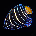 Chrysurus Angelfish, 3.25 (click for more detail)