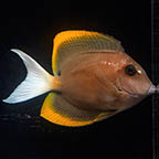 Bristletooth Tomini Tang, 3.5, Blemished (click for more detail)