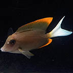 Bristletooth Tomini Tang, 2.5 (click for more detail)