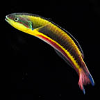 Paddlefin Wrasse, 5 (click for more detail)