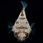 Porcupine Puffer, 5 (click for more detail)