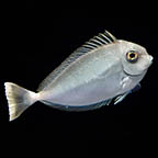 Spotted Unicorn Tang, 4.5 (click for more detail)