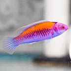 Orange-Back Fairy Wrasse, 2.5 (click for more detail)
