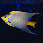 Queen Angelfish, 7.5 (click for more detail)