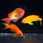 Lyretail Anthias, 2.5 1 Male /2 Female Trio (click for more detail)