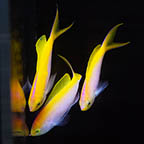 Bartlett's Fairy Anthias, 2.5 Trio (click for more detail)