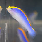 Red Sea Sunrise Dottyback, 2 (click for more detail)