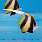 Red Sea Bannerfish, 2 (click for more detail)