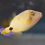 Undulated Triggerfish, 3.25 (click for more detail)