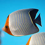 Hooded Butterflyfish, 4 [Expert Only] (click for more detail)