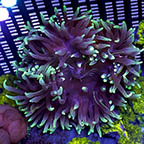 Long Tentacle Anemone Purple (click for more detail)