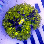 Hell's Fire Anemone (click for more detail)