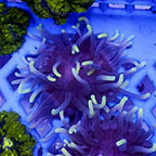 Long Tentacle Anemone Purple (click for more detail)