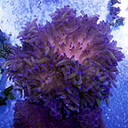 Long Tentacle Anemone Purple (click for more detail)