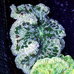 Pizza Anemone  (click for more detail)