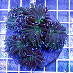 Torch Coral Indonesia (click for more detail)