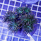 Torch Coral Indonesia (click for more detail)