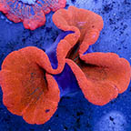 Haddon's Carpet Anemone, Red (click for more detail)