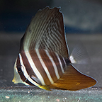 Sailfin Tang, 2 Blemish (click for more detail)