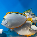 Blonde Naso Tang, 6 (click for more detail)