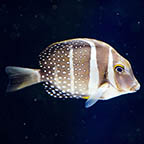 Mustard Guttatus Tang, 3 (click for more detail)