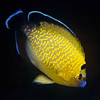 Goldflake Angelfish, 3 (click for more detail)