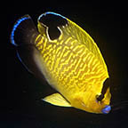 Goldflake Angelfish, 2.75 (click for more detail)