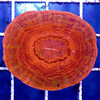 Scolymia Coral Australia, Red (click for more detail)