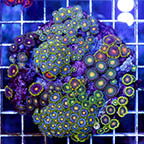 Zoanthus Coral Combo Rock (click for more detail)