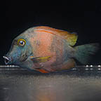 Abberrant Yellow Eye Kole Tang, 5 (click for more detail)