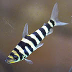 Banded Leporinus, 2.75 (click for more detail)