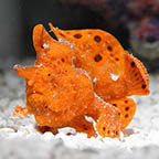 Red Anglerfish, 2.75 (click for more detail)