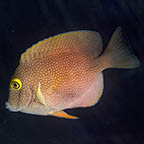 Squaretail Bristletooth Tang, 4 (click for more detail)