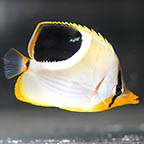 Saddleback Butterflyfish 3.25 (click for more detail)