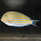 Clown Tang, 3.25 (click for more detail)