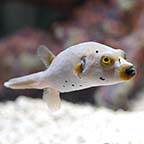 Dogface Puffer (click for more detail)