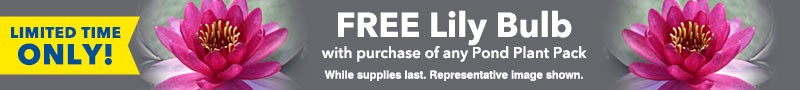 Free Lily Bulb with Pond Plant Orders