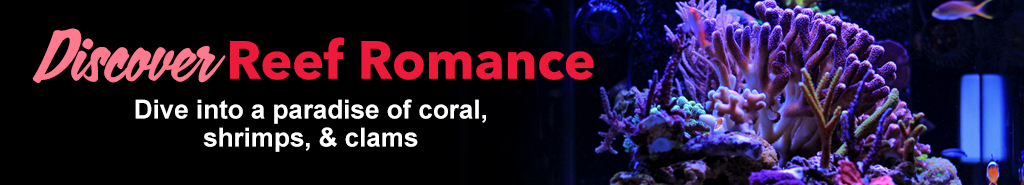 Reef Romance