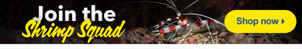 Form your freshwater or marine Shrimp Squad today!