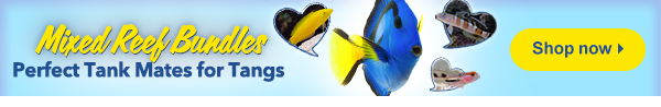 Find reef safe tankmates for your Tang!