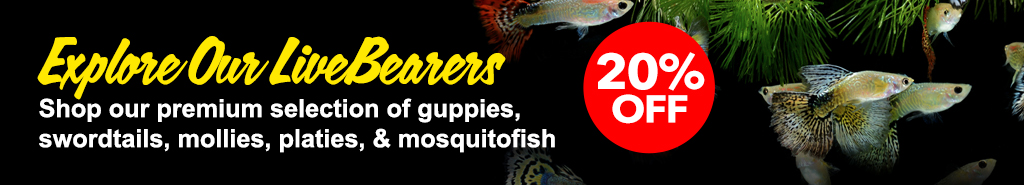 Livebearers