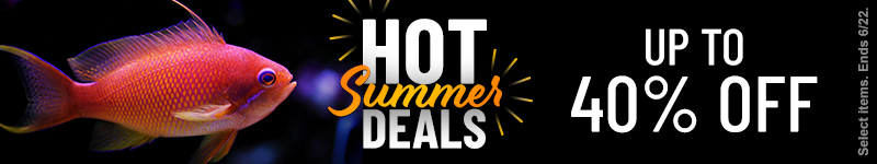 Hot Summer Deals