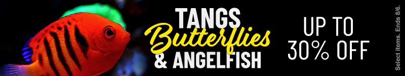 Tangs, Butterflyfish, and Angelfish