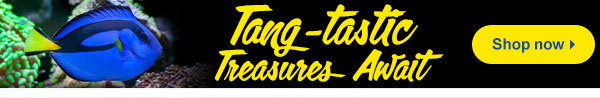Tangs and foods to amp up your marine experience