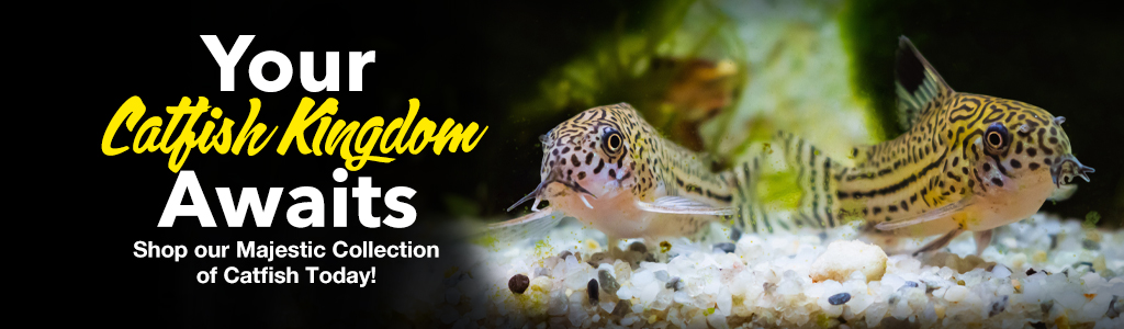 Catfish Kingdom