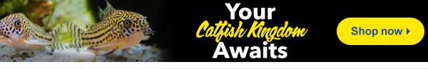 Catfish Kingdom