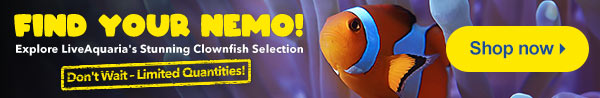 white ghost knife fish Clownfish