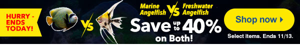 LAST CHANCE - ALL Angelfish up to 40% off! 