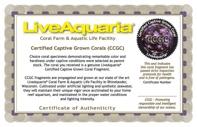 coral contact number free , the coral tickets coral contact number free , the coral tickets